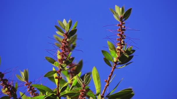 メラレウカ Comboynensis または崖ブラシノキ ブラシノキ Comboynensis マートル フトモモ科の植物をニュー サウス ウェールズ オーストラリアのクイーンズランド州に固有です — ストック動画