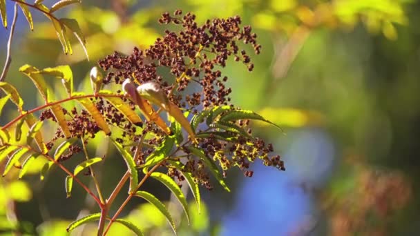 Sorbaria Sorbifolia Είναι Κοινώς Γνωστό Ψευδή Σπειραία Επίσης Συλλαβισμένο Ψευδή — Αρχείο Βίντεο