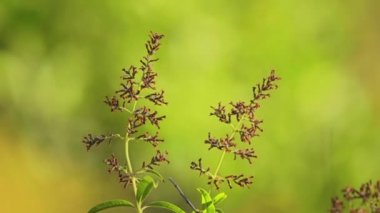 Aloysia citrodora familyasından bir bitki ailesindeki verbena Verbenaceae, yerli-e doğru Batı Güney Amerika. Lemon verbena ve limon beebrush ortak adlarını içerir.