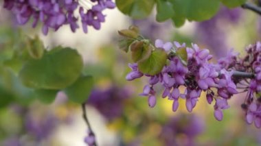 Cercis siliquastrum, erguvan veya Erguvan, olarak bilinen Güney Avrupa ve Batı Asya derin pembe çiçekler onun üretken görüntülemek üzere bahar kaydetti küçük Yapraklı ağaç olduğunu.