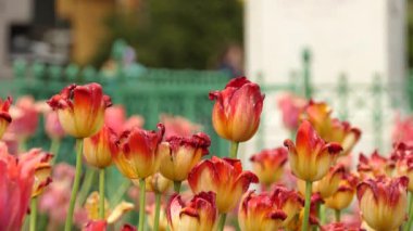 Lale (Tulipa) form bahar çiçek açan çok yıllık otsu bulbiferous geophytes (ampuller depolama organları olarak sahip) cinsi. Lale ile birlikte 14 diğer cins Melanthiaceae (lily) ailesinin bir üyesidir.