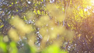 Fatsia japonica, sarılıcı japonica, sieboldii, ayrıca parlak-yaprak kağıt fabrikası, fatsi, paperplant veya Japon sarılıcı, çiçekli bitki ailesindeki Sarmaşıkgiller, Güney'e Japonya tür olduğunu.