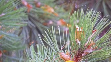 Pinus heldreichii (leucodermis, Aile Pinaceae) veya Bosnalı çam, çam yerli-e doğru dağlık alanlarında Balkanlar ve Güney İtalya türüdür. Dağlarda bulunabilir