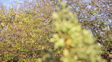 Euonymus japonicus (yaprak dökmeyen spindle veya Japon Milli) familyasına ait çiçekli bitki ailesindeki Celastraceae, Japonya, Kore ve Çin.