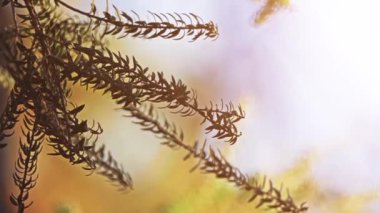 Melaleuca ericifolia, paperbark, bataklık gibi bilinen Mersin aile, Myrtaceae ve cins Melaleuca, yerli-e doğru Güney-Doğu Avustralya bir bitkidir.