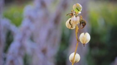 Nicandra çiçekli bitkilerin itüzümü aile tek tür Nicandra physalodes içeren monotypic cinsidir. Ortak adları apple-ve-Peru ve shoo - sinek bitki tarafından bilinen.