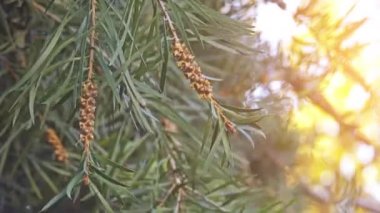 Melaleuca linearifolia veya kazandı bottlebrush, Mersin aile, Myrtaceae bitkidir ve New South Wales Avustralya'da endemiktir. Dar, sivri yaprakları ve kırmızı çiçek ile funda olduğunu.