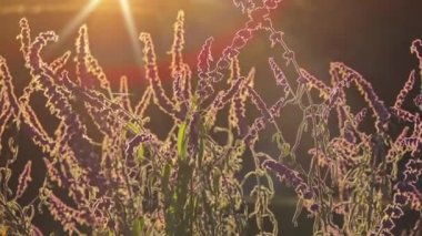 Ada çayı leucantha (Meksika bush adaçayı) Meksika astropikal ve tropikal kozalaklı ormanlarda'e otsu uzun ömürlü olduğunu. Çiçekler genellikle beyaz renkli çanak ortaya çıkan.