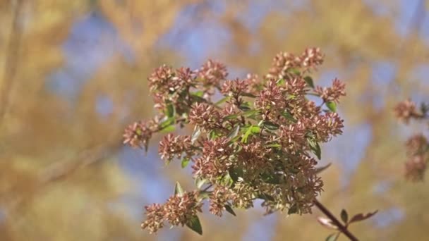 Linnaea Grandiflora Αμπέλια Grandiflora Είναι Υβρίδιο Linnaea Έθεσε Hybridising Chinensis — Αρχείο Βίντεο