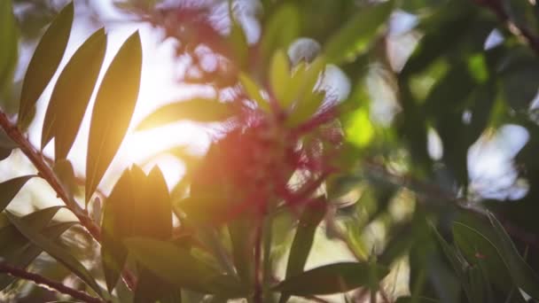 Melaleuca Comboynensis Lub Urwiska Bottlebrush Kuflik Comboynensis Jest Roślina Mirtu — Wideo stockowe