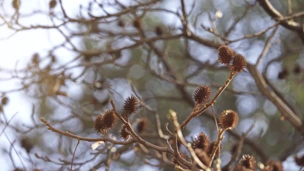 Platycarya Növénynemzetség Család Diófafélék Általában Tekinteni Egyetlen Faj Platycarya Strobilacea — Stock videók