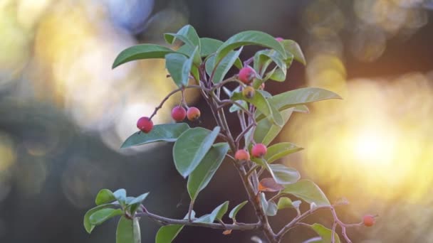Stranvaesia Alev Ağacı Davidiana Çinli Alev Ağacı Bir Süs Bitkisi — Stok video