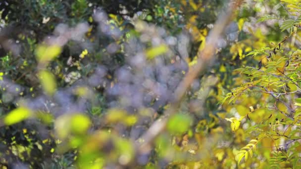 Deutzia albida est une espèce de plante hortensia décrite par Alexander Feodorowicz Batalin. Deutzia albida est inclus dans le genre deutzior, et dans la famille des hortensias. Aucune sous-espèce n'est répertoriée dans le catalogue de la vie .