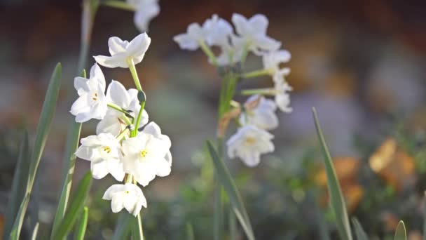 Nárcisz Amarillisz Amaryllidaceae Család Timor Pirosszárnyú Nárcisz Nárcisz Daffadowndilly Különböző — Stock videók