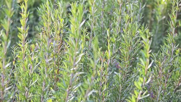 Rosmarinus Officinalis Rozemarijn Kortweg Woody Vaste Plant Kruid Met Geurige — Stockvideo