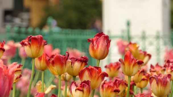 Los Tulipanes Tulipa Forman Género Geófitos Bulbosos Herbáceos Perennes Florecientes — Vídeo de stock