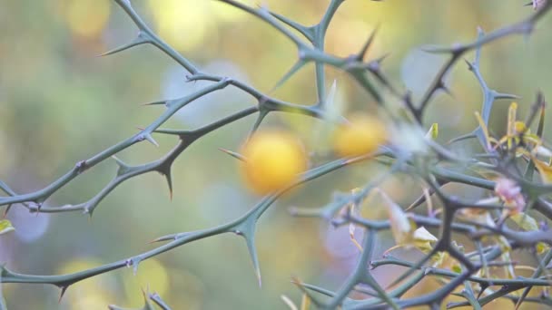 Laranja Trifoliada Poncirus Trifoliata Citrus Trifoliata Família Rutaceae Debate Espécies — Vídeo de Stock