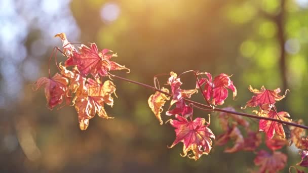 Acer Palmatum Comúnmente Conocido Como Arce Palmado Arce Japonés Arce — Vídeo de stock