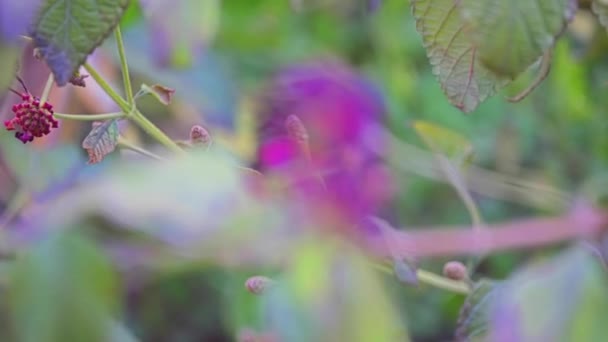 马缨丹卡马拉 也被称为大圣人 马来西亚 野生圣人 红圣人 加勒比 Tickberry 是在马鞭草家族内开花植物的种类 马鞭草科 — 图库视频影像