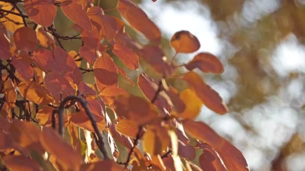 Cserszömörce Rhus Cotinus Európai Smoketree Cserszömörce Füst Füst Bush Vagy — Stock videók