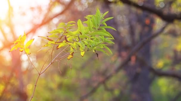 レモンバーベナは バーベナ クマツヅラ科 西部の原産の南アメリカで開花植物の種であります 共通名は レモンバーベナ レモン Beebrush — ストック動画