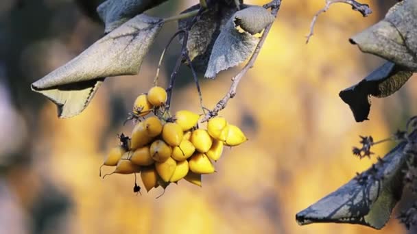 Ehretia Dicksonii Дерево Яке Рідною Азії Культивується Декоративна Рослина Вид — стокове відео