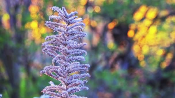 Echium Boissieri Est Une Plante Famille Des Boraginaceae — Video