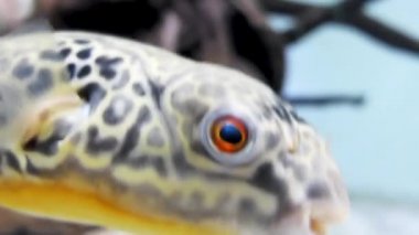 Fahaka pufferfish, Nil kirpi balığı olarak da bilinir, Küre, lineatus kirpi balığı (Tetraodon lineatus) balıktır tropikal tatlı su pufferfish Batı, Kuzey ve Doğu Afrika'da bulundu.