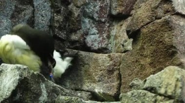 Razorbill (edilmiştir torda) sadece üremek için gelen sömürge familyasından. Çevik bu kuş bir ortak yaşam için seçer, kadın her yıl bir yumurta.