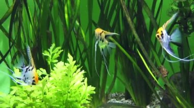 En yaygın angelfish, melek-koi veya tatlı su angelfish, adlandırılan Pterophyllum scalare Pterophyllum esaret altında tutulur en yaygın familyasından.