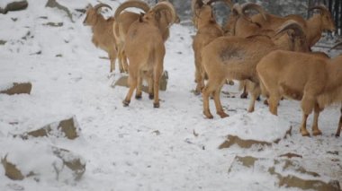 Berberi koyunu (Ammotragus lervia), Kuzey Afrika 'da kayalık dağlarda yetişen bir kapri türüdür. Ayrıca aoudad, waddan, arui ve arruis olarak da bilinir..