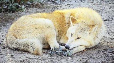 Gri kurt (Canis lupus), kereste kurt ya da Batı kurt, da bilinen Avrasya ve Kuzey Amerika nın uzak bölgelerinde ve vahşi köpek yerel bir.