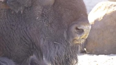 Amerikan bizon veya sadece bison da yaygın Amerikan buffalo ya da sade bir şekilde buffalo, bilinen, Kuzey Amerika'nın meralar büyük sürüler halinde bir kez dolaştı bizon Kuzey Amerika familyasından.