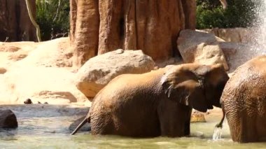 Afrika savana fili da bilinen Afrika bush fili (Loxodonta africana), Afrika filleri iki tür büyüktür.