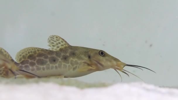 Zsiráf harcsa, Auchenoglanis occidentalis, egy afrikai harcsa. A tavak és patakok padlóról növényeket eszik. — Stock videók