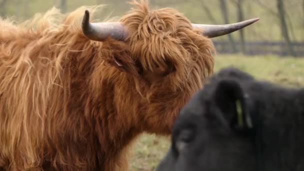 Yayla İskoç sığır ırkı sığırlar. Onlar uzun boynuzları ve renkli siyah, brindle, kırmızı, sarı, beyaz, gümüş veya dun vardır uzun dalgalı kat var ve onlar için öncelikle onların et yetiştirilir. — Stok video