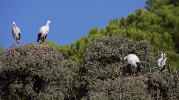 La cigüeña blanca (Ciconia ciconia) es una especie de ave paseriforme de la familia Ciconiidae. Su plumaje es principalmente blanco, con negro en sus alas . — Vídeos de Stock