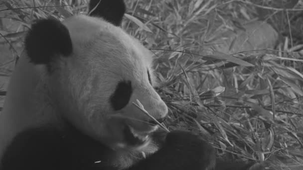 Giant panda (Ailuropoda melanoleuca, black and white cat-foot), also known as panda bear or simply panda, is bear native to south central China. — Stock Video