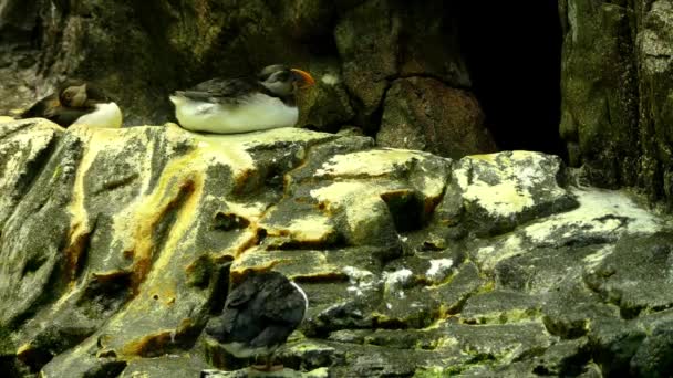 Atlantic puffin (Fratercula arctica), επίσης γνωστή ως κοινή θαλάσσιου πτηνού, είναι ένα είδος θαλασσοπούλια auk οικογένειας. Είναι μόνο puffin μητρική Ατλαντικό Ωκεανό. — Αρχείο Βίντεο
