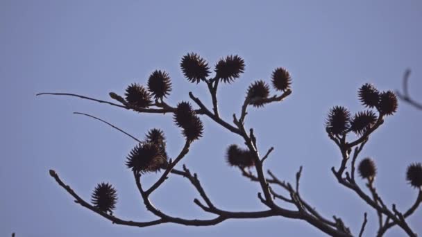 Platycarya ist eine Pflanzengattung aus der Familie der Juglandaceae, die gewöhnlich als einzelne Arten platycarya strobilacea behandelt wird, obwohl ein bis zwei weitere Arten von einigen Autoren akzeptiert werden.. — Stockvideo