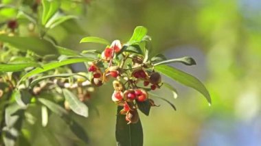 Pittosporum heterophyllum (Çin Pittosporum) tek başına kullanılabilir aile Pittosporaceae yaprak dökmeyen çalı veya bile engel olarak