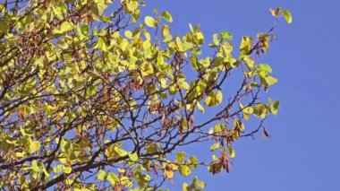 Cercis chinensis, Çin Erguvan baklagiller ailesinin arasında 150-1400 metre rakımda yetişen Japonya ve Çin'e bitkidir.