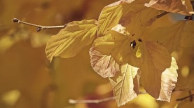 Parrotia persica (yaygın Farsça Ironwood denilen) yakından witch-hazel cins Hamamelis ilgili aile Hamamelidaceae, yaprak döken ağaç var. Anavatanı Kuzey Iran ve Güney Azerbaycan.