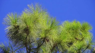 Pinus canariensis, Kanarya Adası Çam, açık tohumlular iğne yapraklı aile Pinaceae familyasından. Büyük, yaprak dökmeyen ağaç yerli ve Atlantik Okyanusu dış Kanarya Adaları için endemik olduğu.