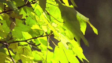 Acer campestre, alan akçaağaç bilinen çiçekli bitki ailesindeki soapberry ve lychee Sapindaceae familyasından. Çok Avrupa Yerel.