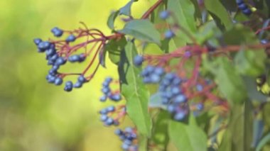 Kartopu tinus (laurustinus kartopu veya laurestine) familyasına ait çiçekli bitki ailesindeki Adoxaceae, Avrupa ve Kuzey Afrika Akdeniz bölgesine yerli.
