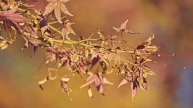 Acer palmatum palmate akçaağaç, Japonca akçaağaç veya düzgün Japonca-akçaağaç (irohamomiji veya momiji) bilinen, odunsu bitki Japonya, Çin, Kore, Moğolistan ve Rusya için yerel familyasından.