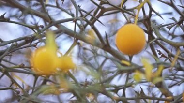 Trifoliate turuncu, Poncirus trifoliata veya aile Rutaceae narenciye trifoliata. Tartışılan bir olup türlerin kendi cinsi, Poncirus ait olduğu kabul veya cins narenciye dahil.