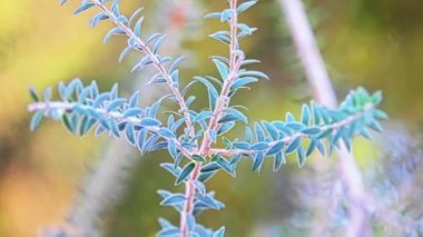 Melaleuca ericifolia, paperbark, bataklık gibi bilinen Mersin aile, Myrtaceae ve cins Melaleuca, yerli-e doğru Güney-Doğu Avustralya bir bitkidir.