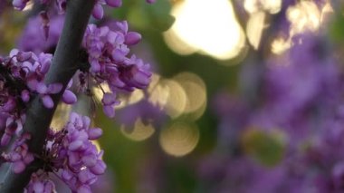 Cercis siliquastrum, erguvan veya Erguvan, olarak bilinen Güney Avrupa ve Batı Asya derin pembe çiçekler onun üretken görüntülemek üzere bahar kaydetti küçük Yapraklı ağaç olduğunu.